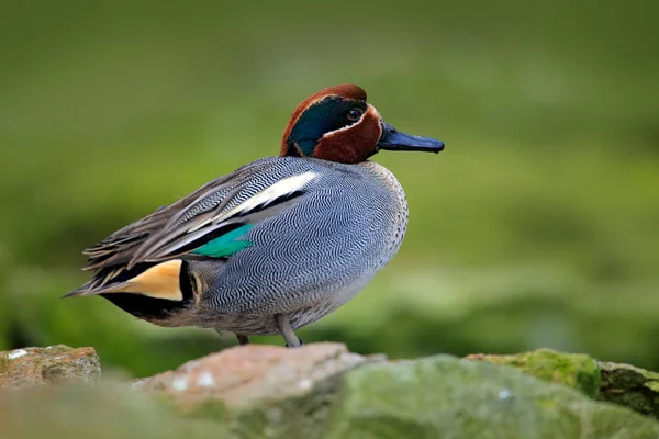 Espirre água com pato — Fotografia de Stock