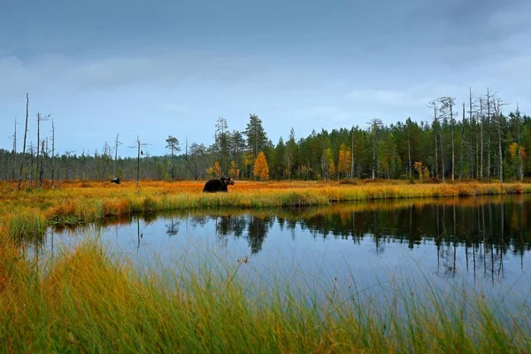 Barna medve séta a tó körül — Stock Fotó