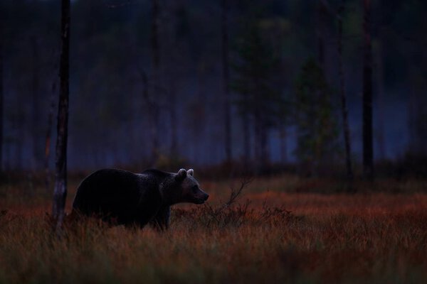 Bear hidden in yellow forest