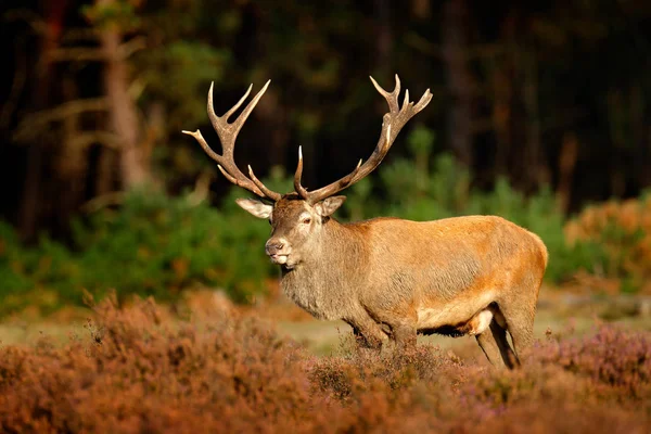 Comportamento animale autunnale nei Paesi Bassi — Foto Stock