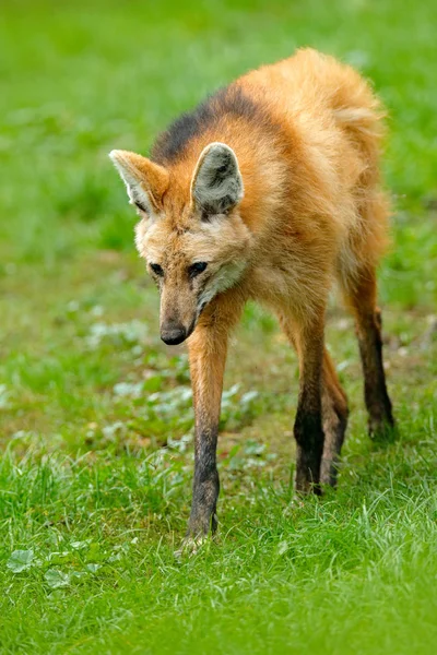 Wilde hond in de natuur habitat — Stockfoto