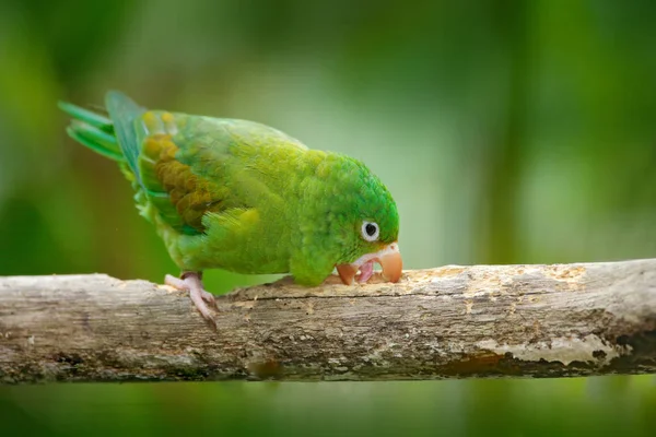 Зеленый попугай сидит на ветке — стоковое фото