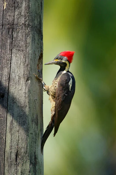 Woodpecker from Costa Rica — Stock Photo, Image