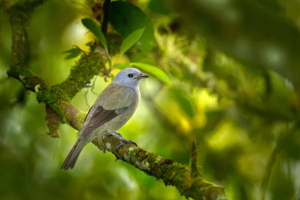Pták v zeleném lese — Stock fotografie