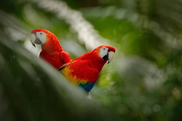 Rote Papageien in grüner Vegetation — Stockfoto