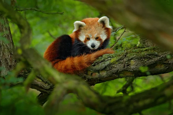 Red panda ağaç üzerinde yalan 