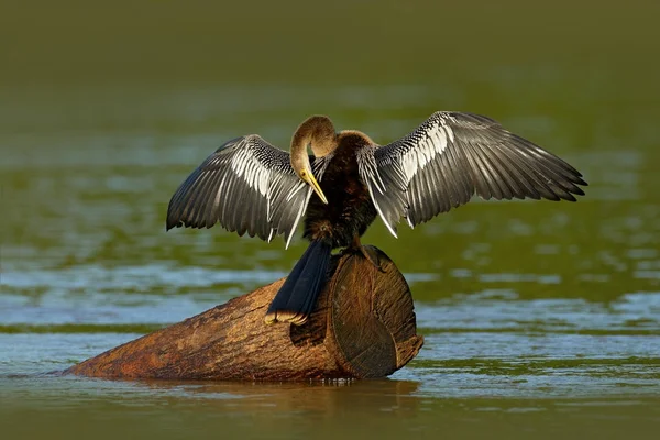 Anhinga, Wasservogel im Fluss — Stockfoto