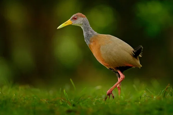 Gray-necked Wood-Rail — Stock Photo, Image