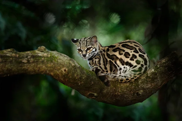 Bellissimo gatto seduto sul ramo — Foto Stock
