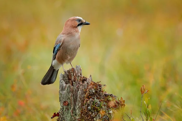 Garrulus glandarius με πτώση προς τα κάτω φύλλα — Φωτογραφία Αρχείου