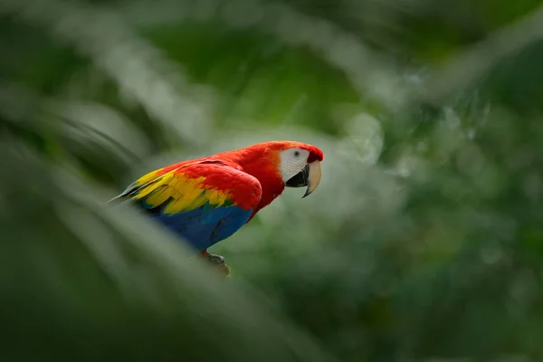 Rode papegaai in groene vegetatie — Stockfoto