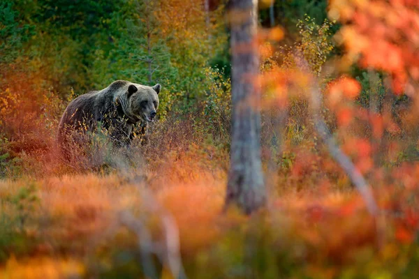 Bär im gelben Wald versteckt — Stockfoto