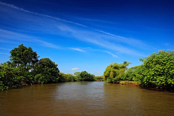 River Rio Baru in forest — Stock Photo, Image