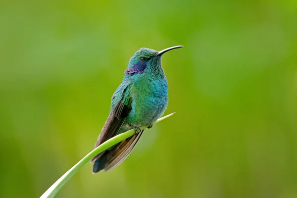 Πράσινο και μπλε της Hummingbird — Φωτογραφία Αρχείου