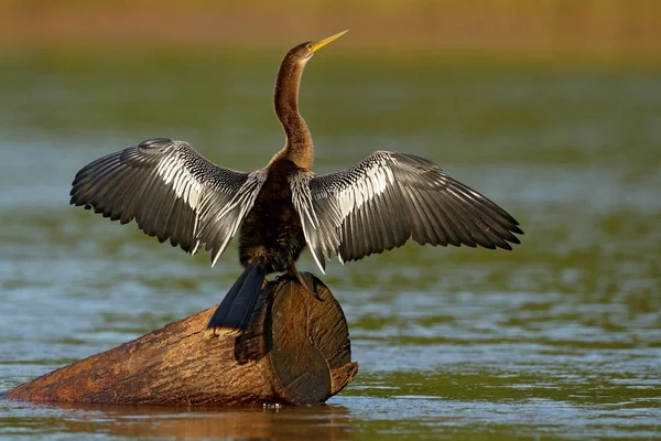 Amerikaanse slangenhalsvogel, water rivier zangvogels — Stockfoto