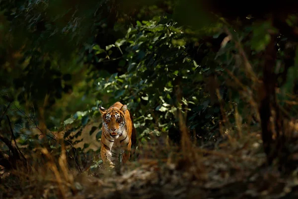 Tigre caminando en vegetación verde — Foto de Stock