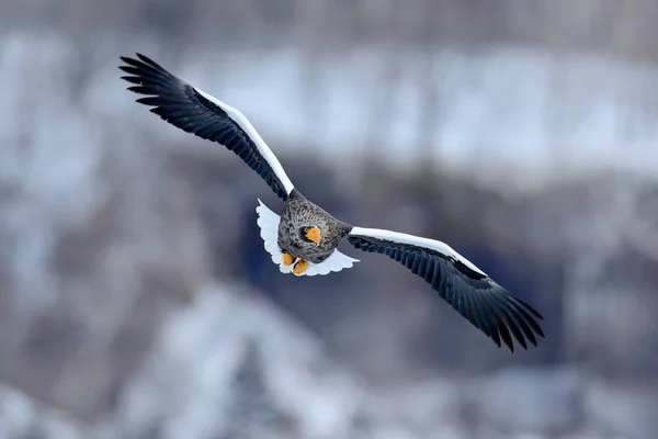 Águia rara voadora — Fotografia de Stock