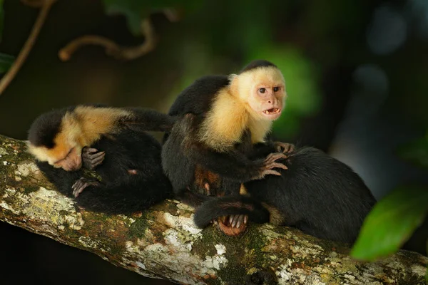 坐在树枝上的黑猴子 — 图库照片