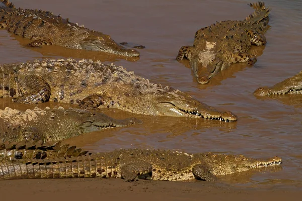 Crocodilos americanos no rio — Fotografia de Stock