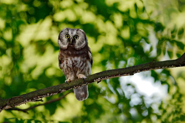 Hibou caché dans les feuilles — Photo