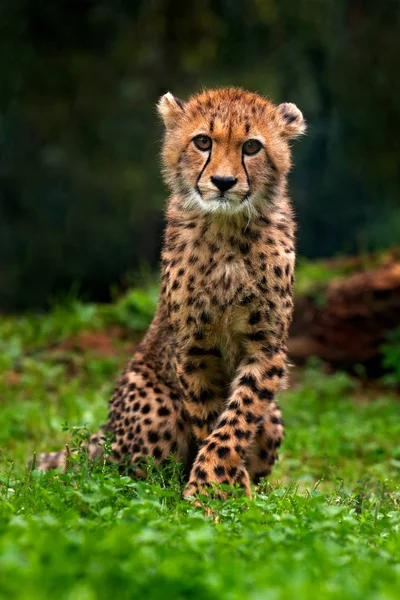 Detail portrait of wild cat — Stock Photo, Image