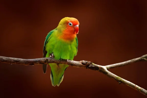 エキゾチックな鳥が木の上に座って — ストック写真