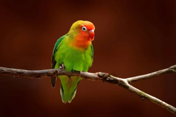 Oiseau exotique assis sur l'arbre — Photo