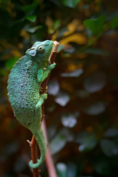 Caméléon à trois cornes — Photo