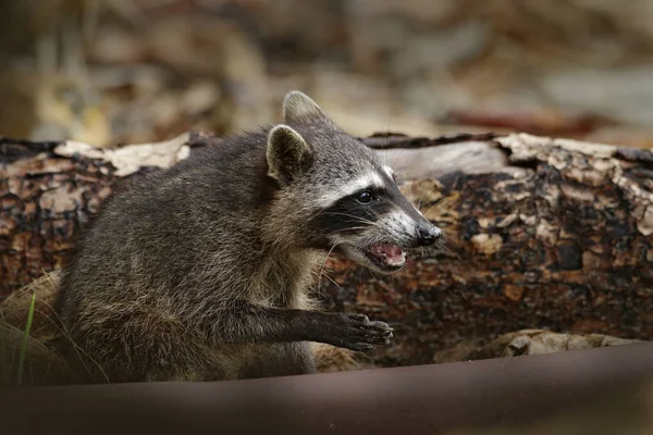 Mapache con bozal abierto . — Foto de Stock