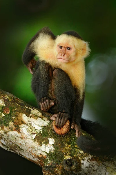 Macaco preto sentado no ramo — Fotografia de Stock