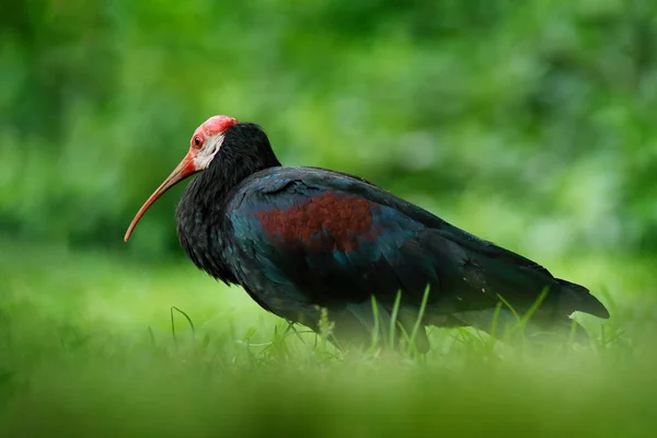 Sul careca ibis — Fotografia de Stock