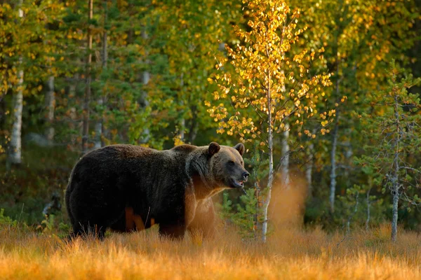 Urso escondido na floresta amarela — Fotografia de Stock