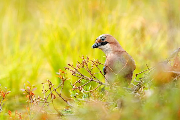 Garrulus glandarius med falla ner blad — Stockfoto