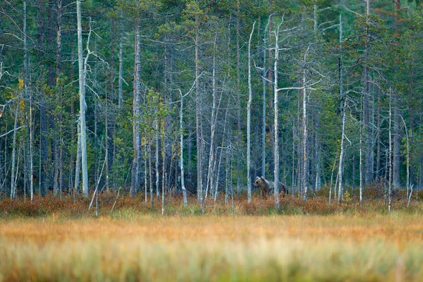 หมีซ่อนอยู่ในป่าสีเหลือง — ภาพถ่ายสต็อก