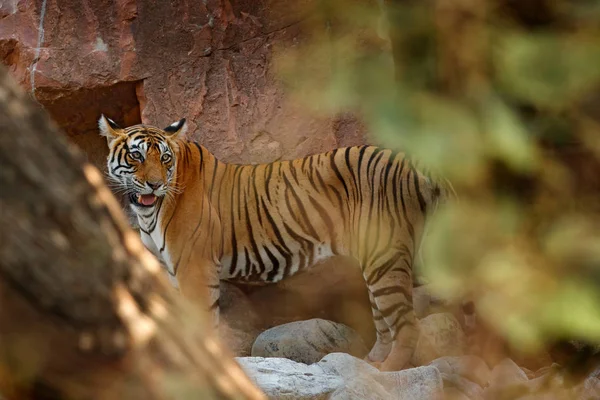 Tiger walking in stones — Stock Photo, Image