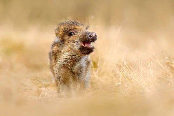 Giovane cinghiale — Foto Stock