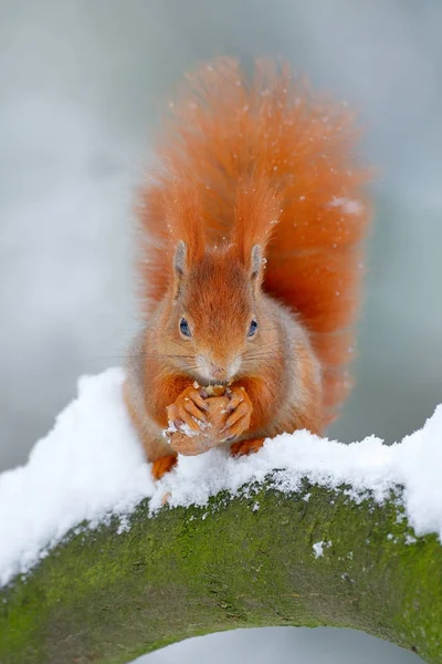 Esquilo vermelho bonito na cena de inverno — Fotografia de Stock