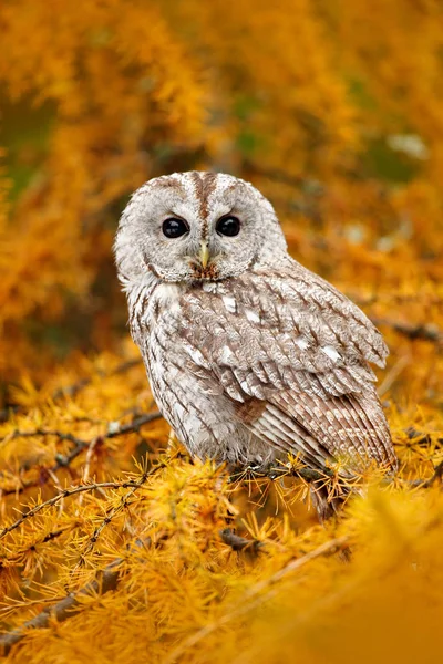 Tawny owl hidden in forest — Stock Photo, Image