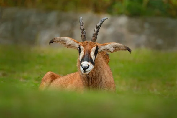 Detay dikey antilop — Stok fotoğraf