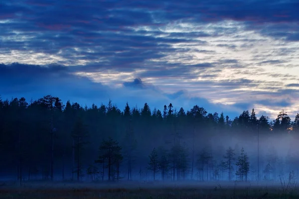 Skogen med dimma efter solnedgången — Stockfoto