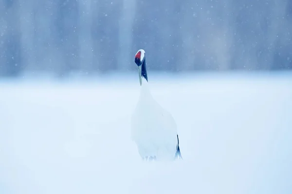 Mooie vogel in de natuur habitat — Stockfoto