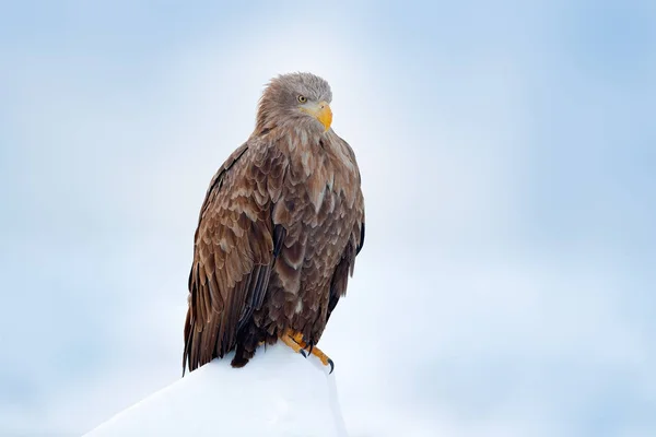 White-tailed eagle — Stock Photo, Image