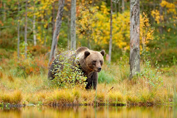 Oso escondido en el bosque amarillo — Foto de Stock