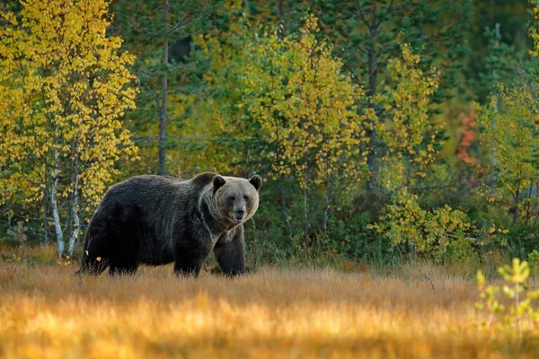 Urso escondido na floresta amarela — Fotografia de Stock