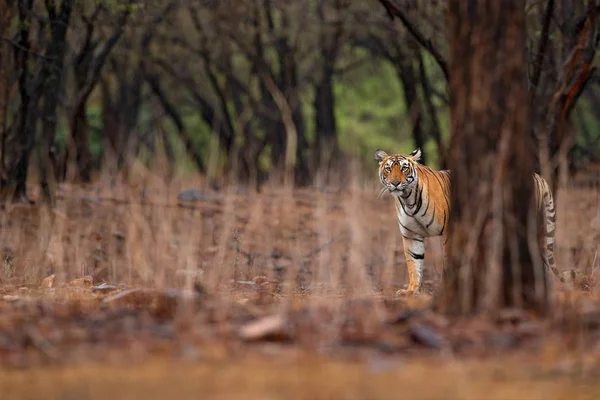 Tiger walking in dry forest