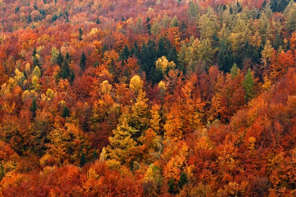 Hösten skogen, många träd i hills — Stockfoto