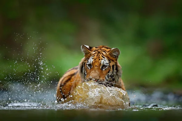 Amur tigre andando no rio — Fotografia de Stock