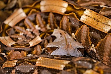 Gaboon viper, Bitis gabonica