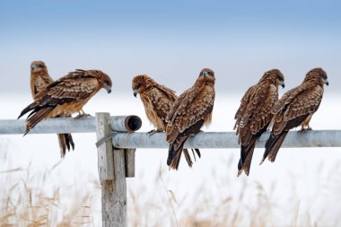Çit oturan Milvus migrans 