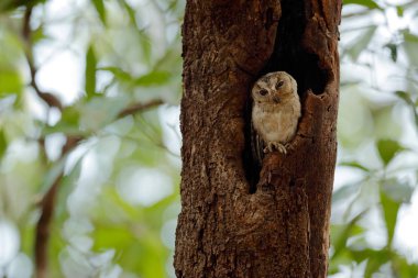 Dalda oturan balık baykuşu 